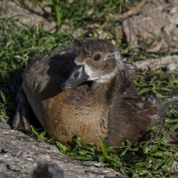 гусёнок :: Осень 