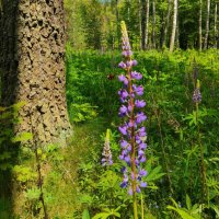 Летний этюд :: Галина Бобкина