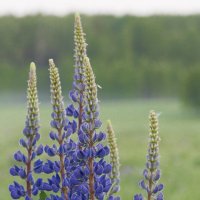 Люпин :: Алексей Булак