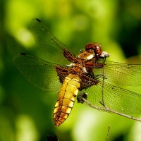 опять стрекозы    2 :: Александр Прокудин