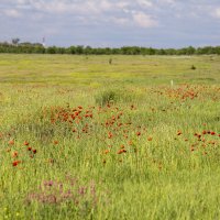 Крымские пейзажи :: Светлана Тихонина