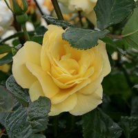 *** :: Игорь Kуленко