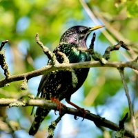 Скворец в моём саду. :: Восковых Анна Васильевна 