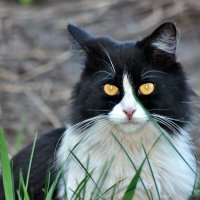 Не Зая, а Чёртушка! :: Восковых Анна Васильевна 