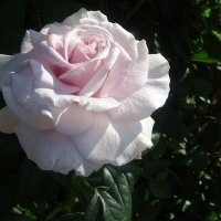 Нежность розы :: Лидия Бусурина