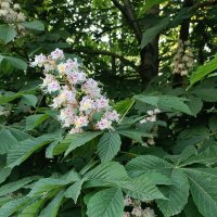 каштан цветет :: Галина R...