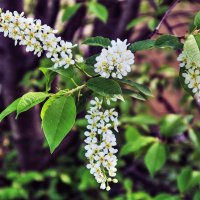 Июнь...Зацвела городская черемуха! :: Владимир 