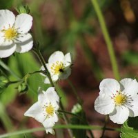Земляника лесная :: Любовь Сахарова