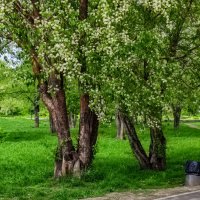 Летний парк :: Dmitry i Mary S Летний парк :: Dmitry i Mary S