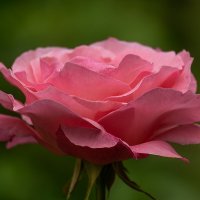 Роза :: Игорь Сикорский Роза :: Игорь Сикорский