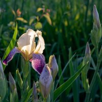 Утро :: Петр 