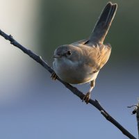 *** :: Виталий Емельянов