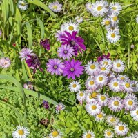 Июньские :: Валерий Иванович