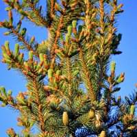 Первые шишечки ) :: Татьяна Лютаева