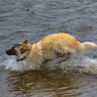 Бегущий по воде :: Сергей Шаврин