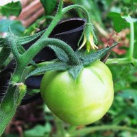 Помидорки начали расти :: Людмила Смородинская