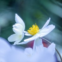 Нежность :: Lyubov Busova