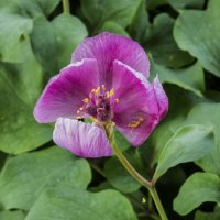 Пион лесной Крымский :: Валентин Семчишин Пион лесной Крымский :: Валентин Семчишин