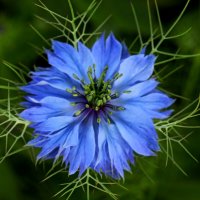 Цветочная система :: Юрий. Шмаков