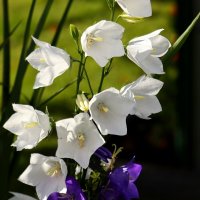 Доброе утро :: Юрий. Шмаков