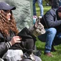 Москва. Парад французских бульдогов в усадьбе «Воронцово». :: Наташа *****