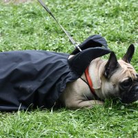 Москва. Парад французских бульдогов в усадьбе «Воронцово». :: Наташа *****