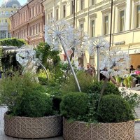 Прогулка по Москве. Одуванчики на Старом Арбате. :: Ольга Довженко