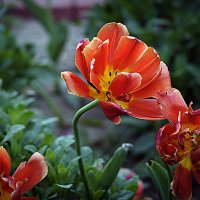 Зарисовка тюльпана :: Владимир Кроливец