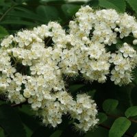 Цветет Рябина :: Рита Симонова