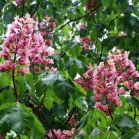 Цветет Каштан красный :: Рита Симонова