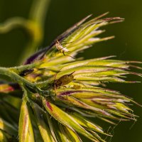 Налётчики. :: Петр Беляков