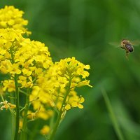 На сурепку! :: Галина Кан