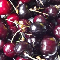 Черешня :: Freddy 97