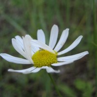 Спрятался :: Anna Ivanova