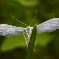 Белый ангел смерти :: Сергей 