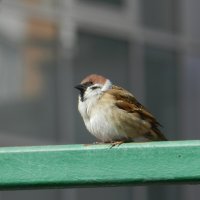Воробей полевой :: Александр Кольцов Воробей полевой :: Александр Кольцов