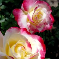 Солнечные ванны для прекрасной розы... :: tatyana 