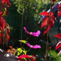 Разноцветие :: Сергей Швечков Разноцветие :: Сергей Швечков