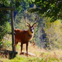 Лесной олень :: Юрий. Шмаков