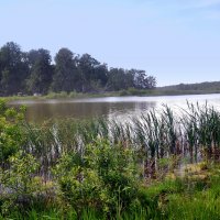 Болотце у дороги. :: Анатолий Анищик