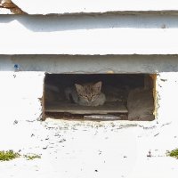 Котенок в подвале :: Andrew Котенок в подвале :: Andrew