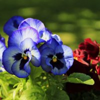 Разбросало лето свои краски... :: Татьян@ Ивановна