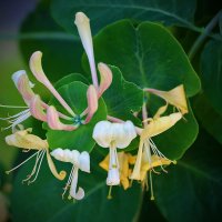 Балеринки :: Светлана 