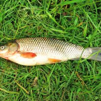 Рыбка из улова :: Андрей Снегерёв