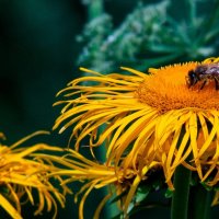 ДЕВЯСИЛ :: Анатолий Малобродский