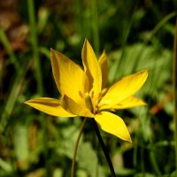 весна :: ИННА ПОРОХОВА