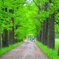 Аллея к Китайскому мостику... :: Sergey Gordoff