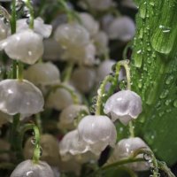 С каплю :: sorovey Sol С каплю :: sorovey Sol