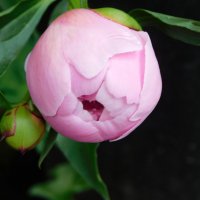 Бутон пиона :: Наиля 