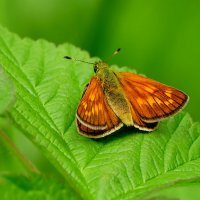Бабочки, снятые сегодня  3 :: Александр Прокудин